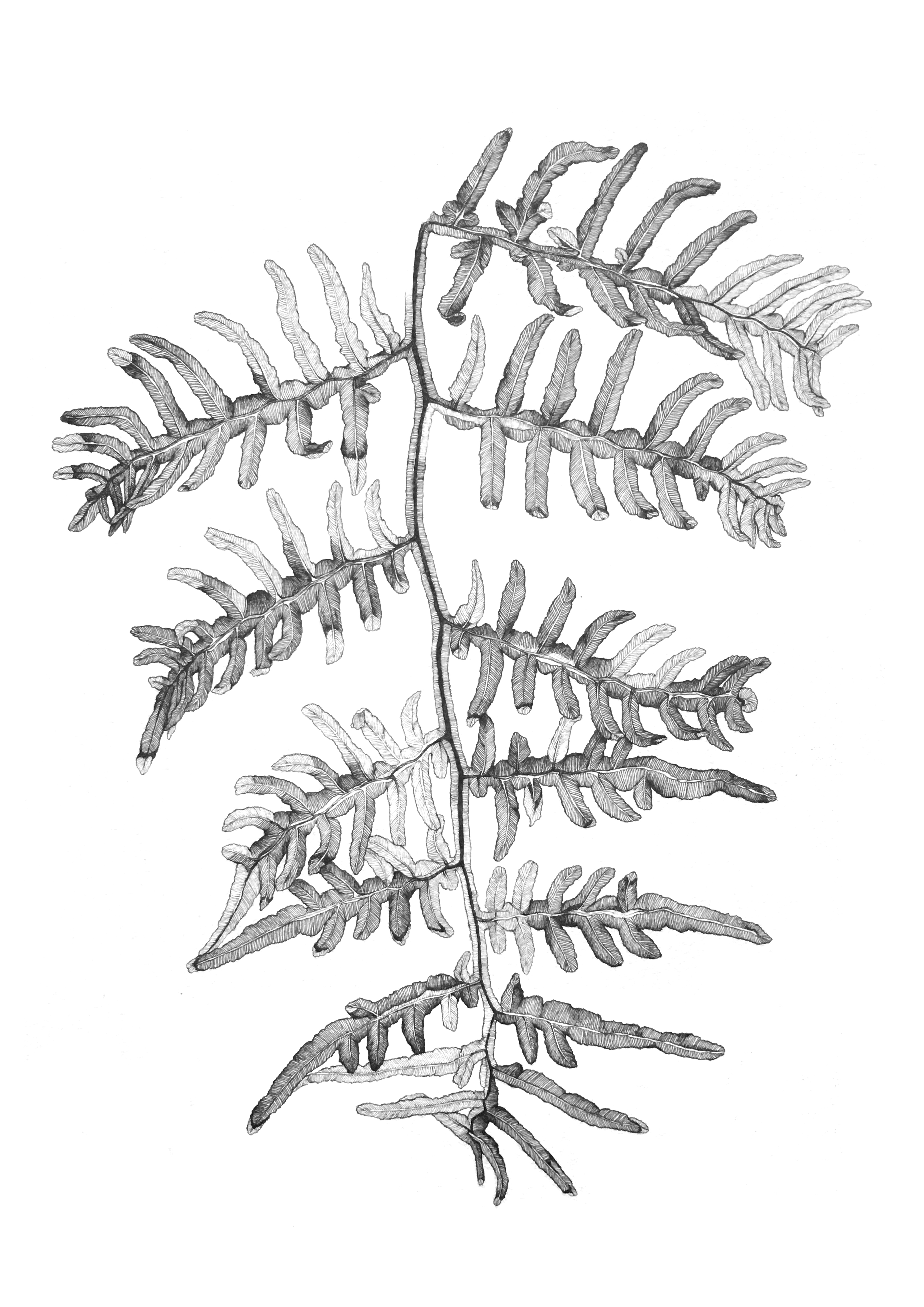 Rārahu fern